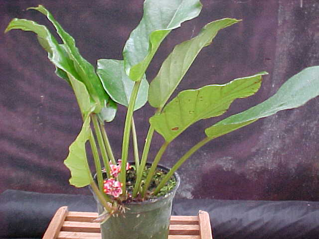 B. gracilipetiolata